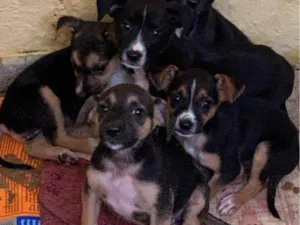 Cachorro raça SRD idade 2 a 6 meses nome Bruninho, Daia e Jéssica 