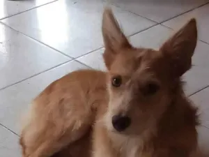 Cachorro raça SRD-ViraLata idade 1 ano nome Bill
