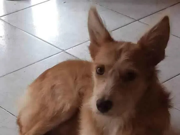 Cachorro ra a SRD-ViraLata idade 1 ano nome Bill