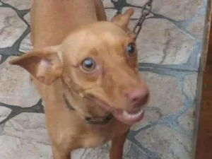 Cachorro raça Pinsher idade 2 anos nome Catarina &Mel