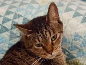 Gato raça Viralata idade 3 anos nome Julio