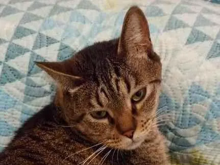 Gato ra a Viralata idade 3 anos nome Julio