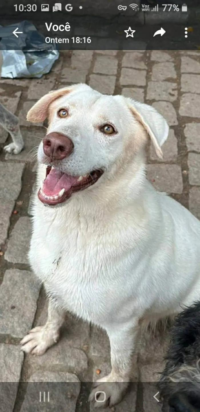 Cachorro ra a SRD-ViraLata idade 2 anos nome Norak