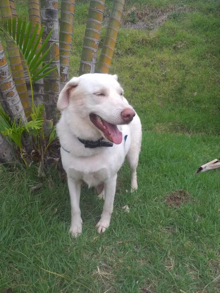 Cachorro ra a SRD-ViraLata idade 2 anos nome Norak