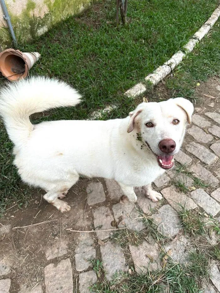 Cachorro ra a SRD-ViraLata idade 2 anos nome Norak