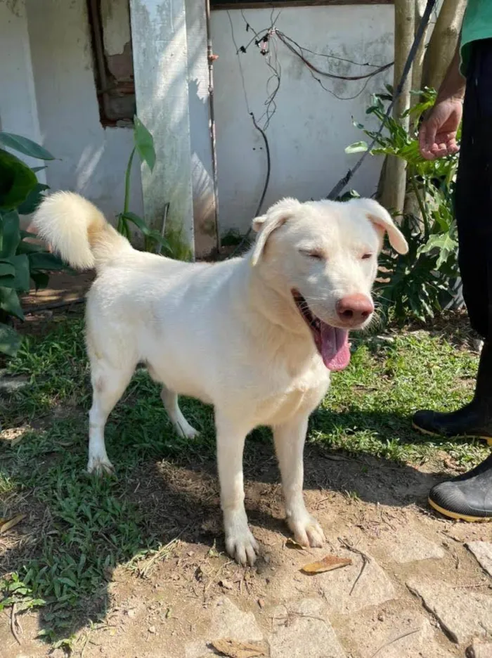 Cachorro ra a SRD-ViraLata idade 2 anos nome Norak