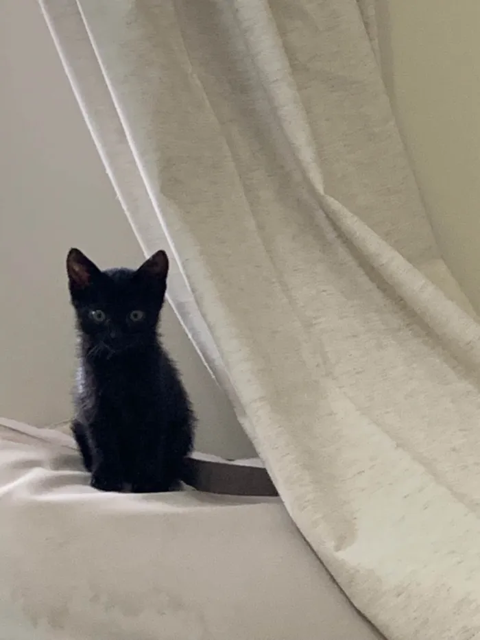Gato ra a SRD idade 2 a 6 meses nome Taylor