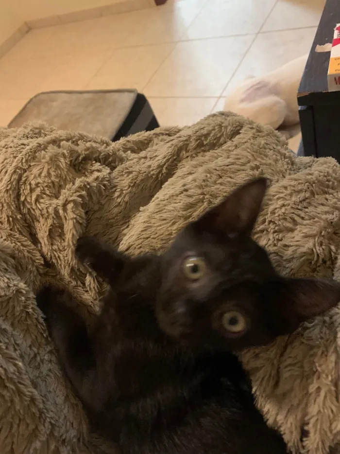 Gato ra a SRD idade 2 a 6 meses nome Taylor