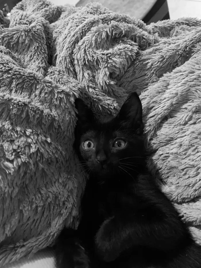 Gato ra a SRD idade 2 a 6 meses nome Taylor