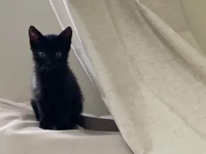 Gato raça SRD idade 2 a 6 meses nome Taylor