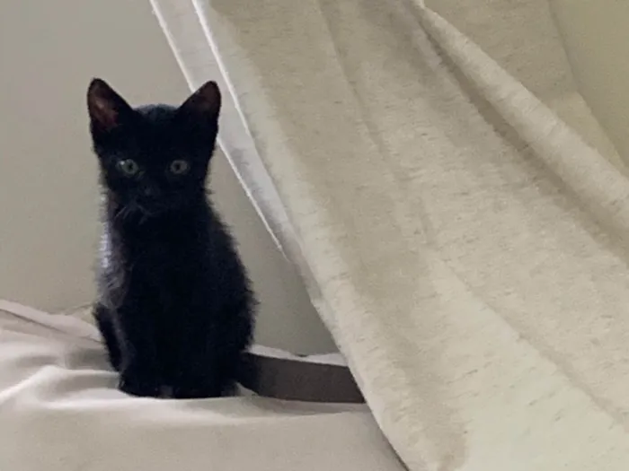 Gato ra a SRD idade 2 a 6 meses nome Taylor