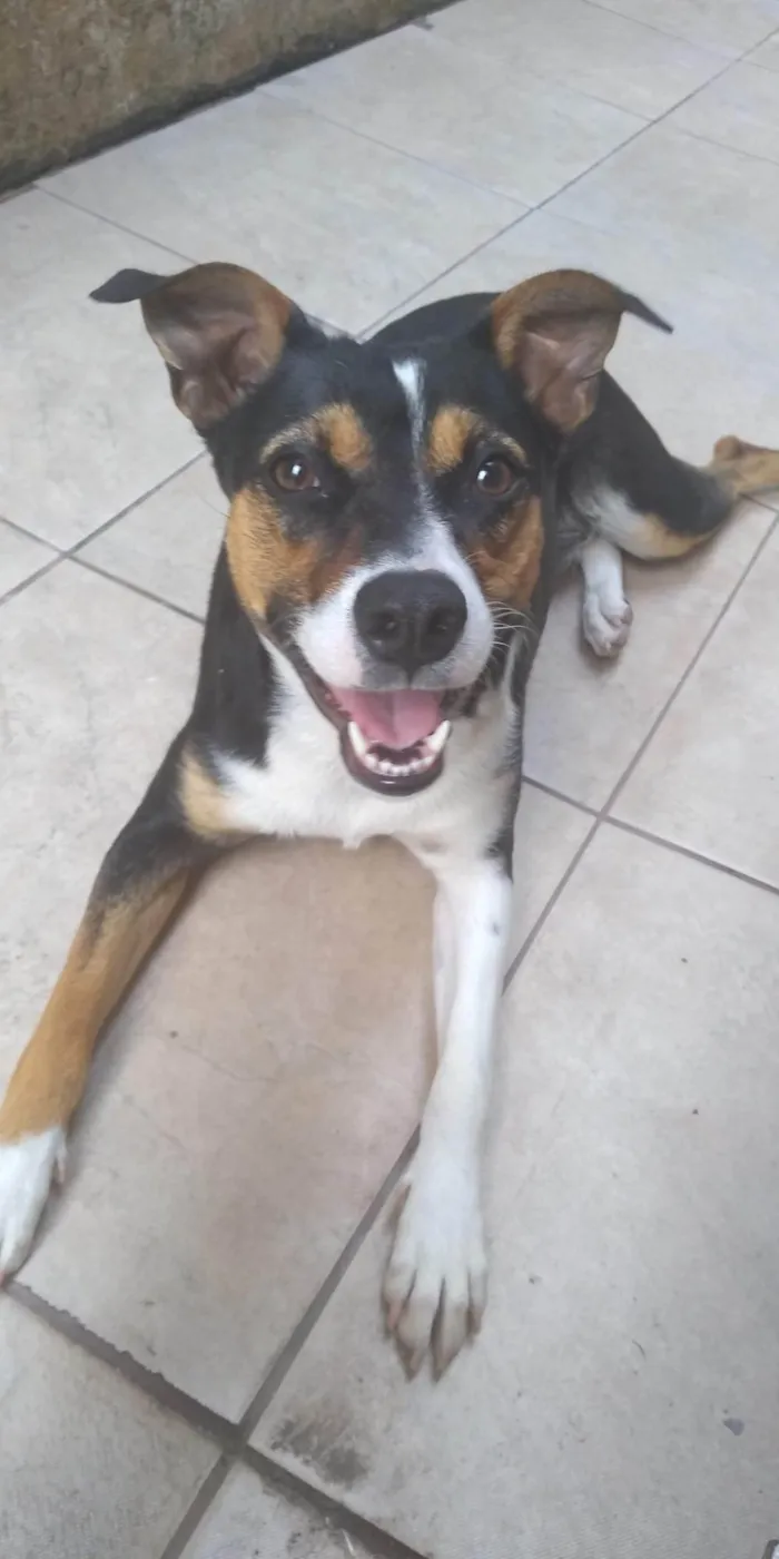 Cachorro ra a SRD-ViraLata idade 5 anos nome Hadassa