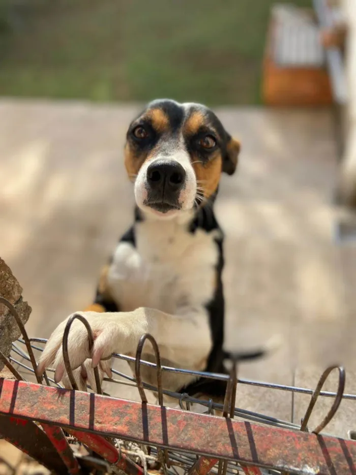 Cachorro ra a SRD-ViraLata idade 5 anos nome Hadassa