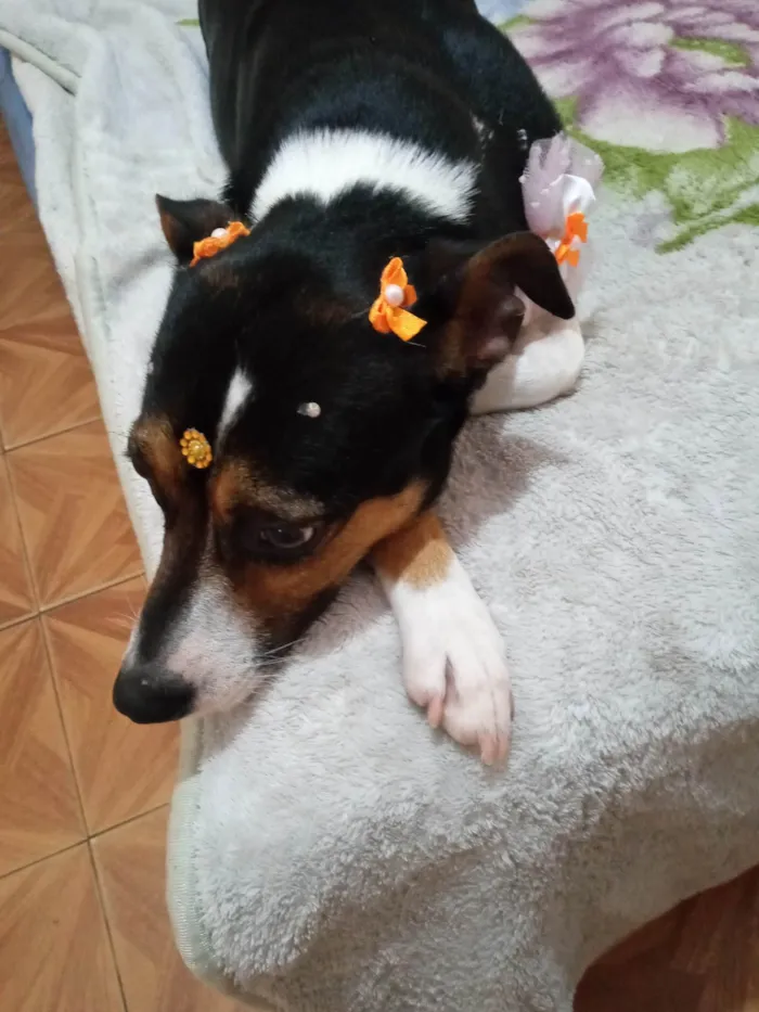 Cachorro ra a SRD-ViraLata idade 5 anos nome Hadassa