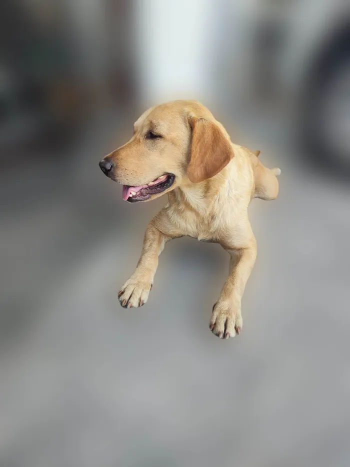 Cachorro ra a Labrador idade 1 ano nome Madalena