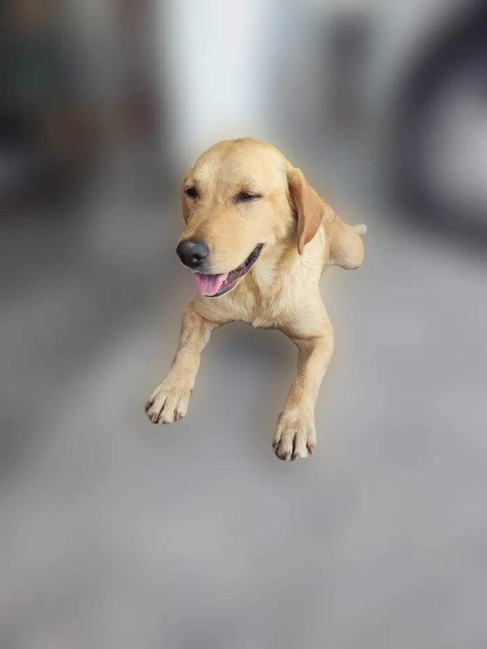 Cachorro ra a Labrador idade 1 ano nome Madalena