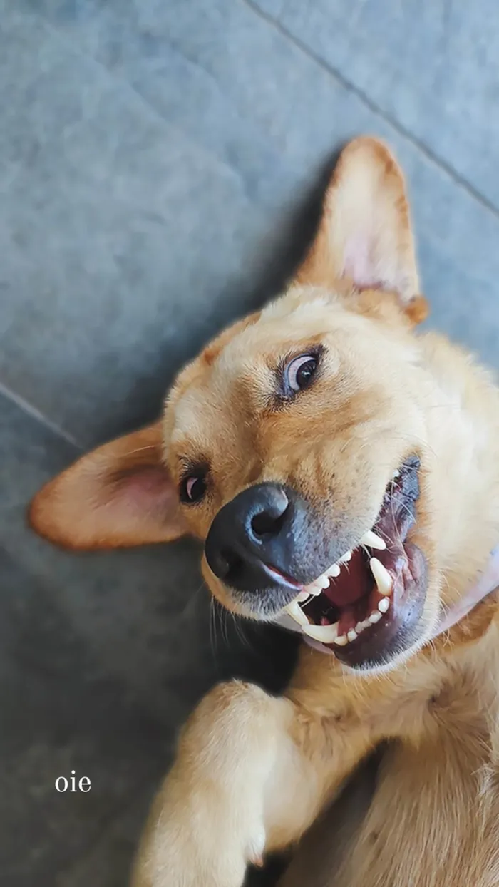 Cachorro ra a Labrador idade 1 ano nome Madalena