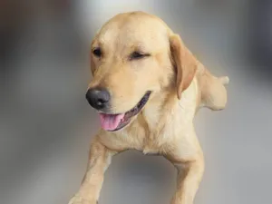Cachorro raça Labrador idade 1 ano nome Madalena