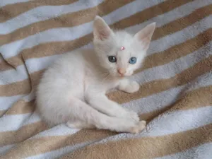 Gato raça Heterocromia idade Abaixo de 2 meses nome Bebe um olho de cada cor adocao