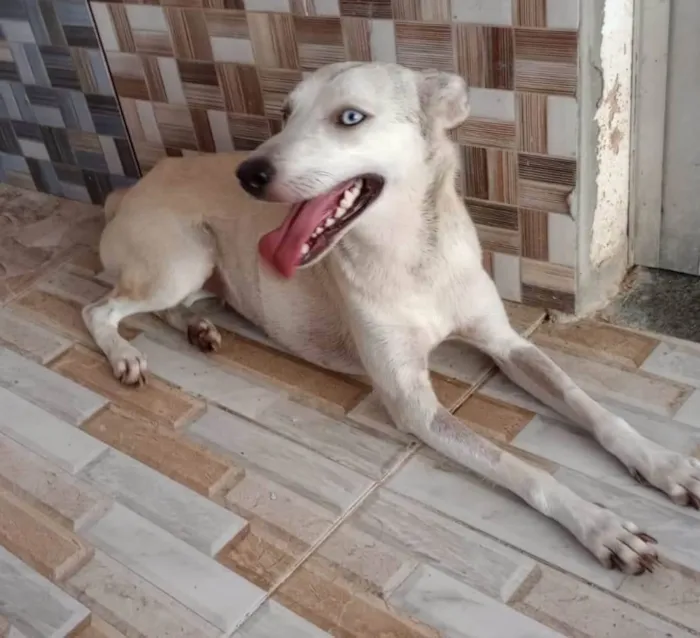 Cachorro ra a  idade 2 a 6 meses nome Estrela