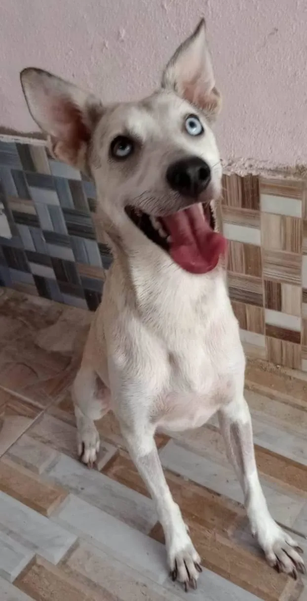 Cachorro ra a SRD-ViraLata idade 1 ano nome Estrela