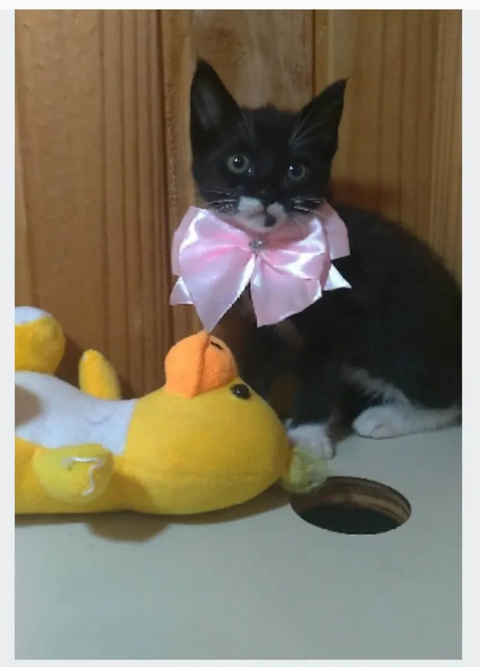 Gato ra a srd idade 2 a 6 meses nome THALIA