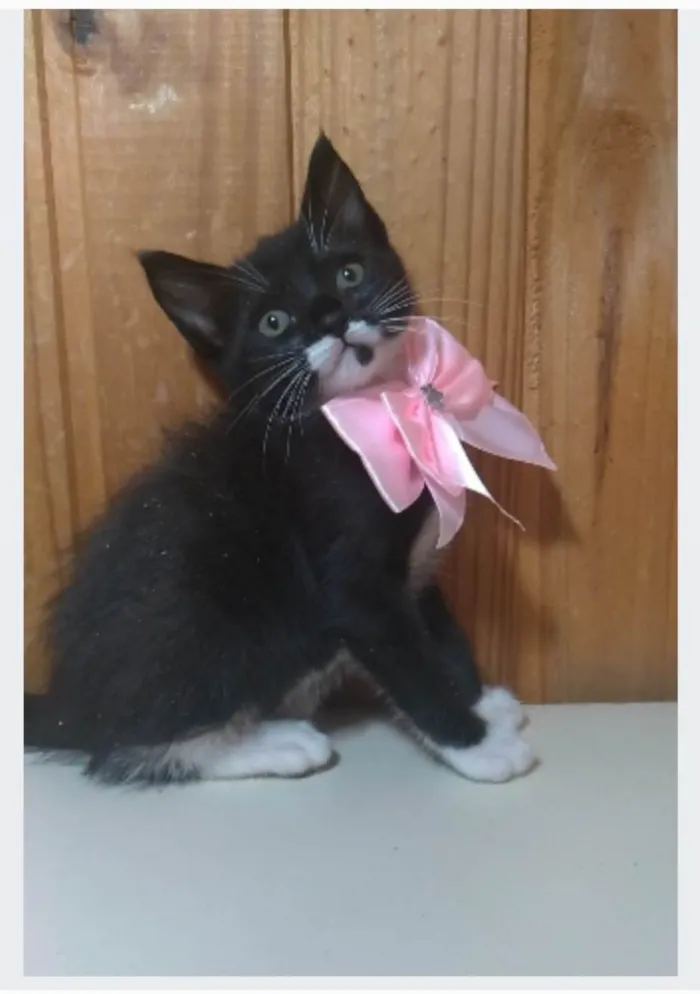 Gato ra a srd idade 2 a 6 meses nome THALIA