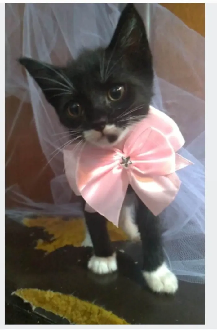 Gato ra a srd idade 2 a 6 meses nome THALIA