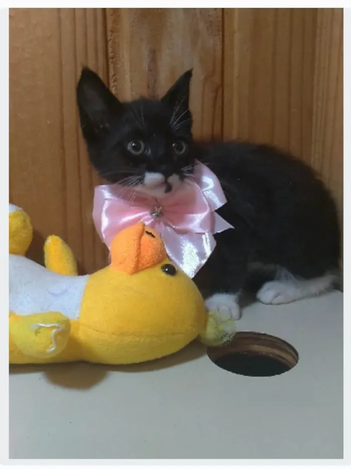 Gato ra a srd idade 2 a 6 meses nome THALIA