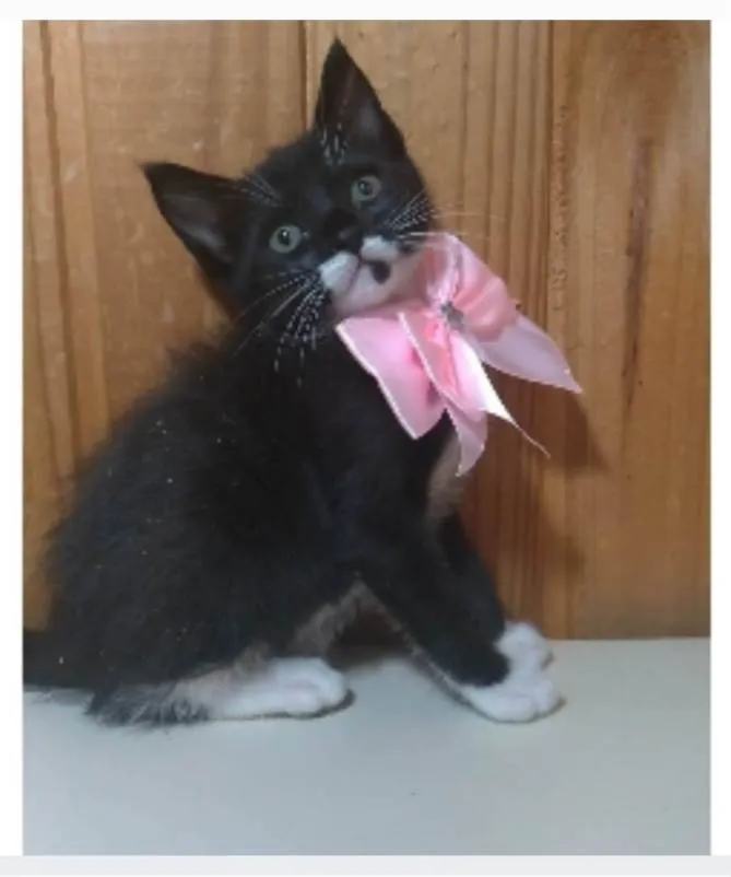 Gato ra a srd idade 2 a 6 meses nome THALIA