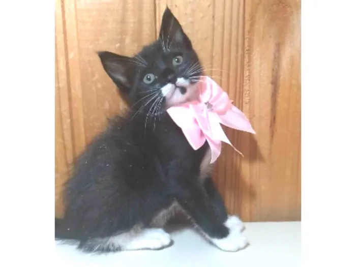 Gato ra a srd idade 2 a 6 meses nome THALIA