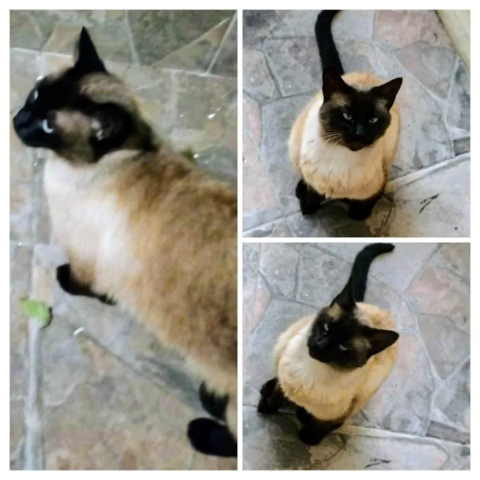 Cachorro ra a SRD-ViraLata idade 2 a 6 meses nome Basselatinhas