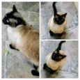 Gatinha 