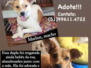 Cachorro raça SRD-ViraLata idade 7 a 11 meses nome KIKI e MARLON