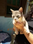 Gatinho Carinhoso