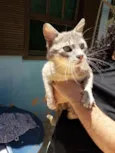 Gatinho Carinhoso