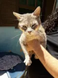 Gatinho Carinhoso