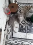 Gatinho Carinhoso