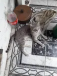 Gatinho Carinhoso