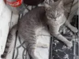 Gatinho Carinhoso