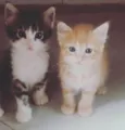 .......