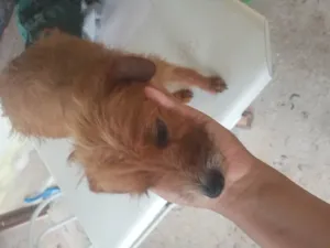 Cachorro raça Raça não definida  idade 1 ano nome Natacha .pituca .Rebeca .tanzinha.baruque.bradoque