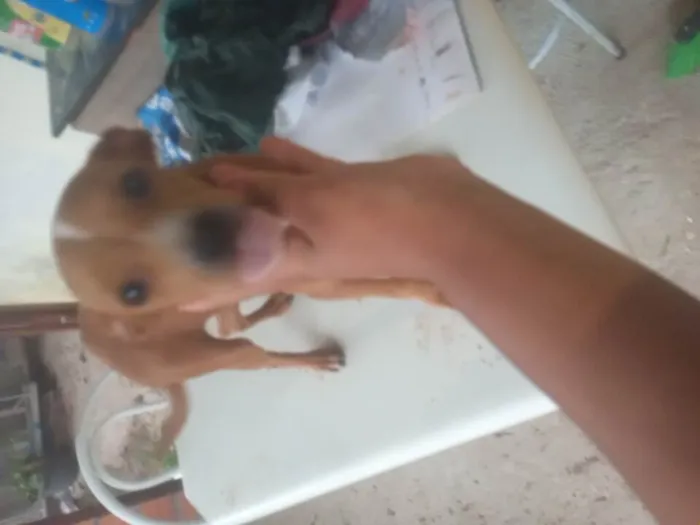 Cachorro ra a Raça não definida  idade 1 ano nome Natacha .pituca .Rebeca .tanzinha.baruque.bradoque