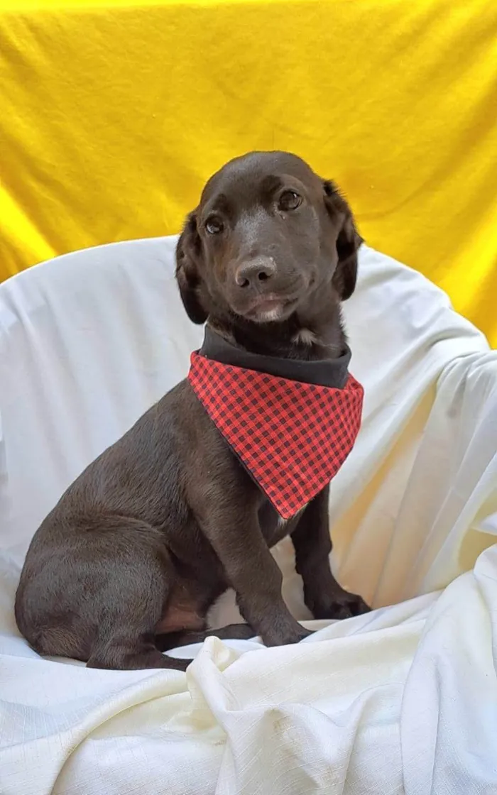 Cachorro ra a SRD-ViraLata idade 2 a 6 meses nome Bento