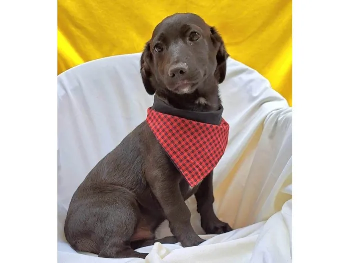 Cachorro ra a SRD-ViraLata idade 2 a 6 meses nome Bento