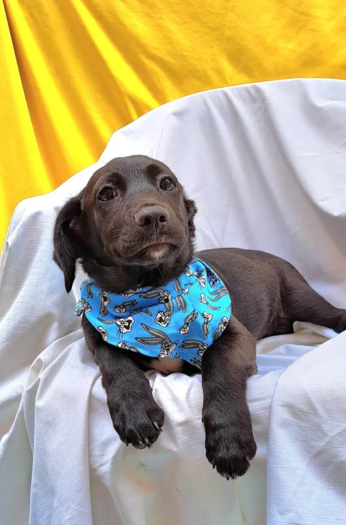 Cachorro ra a SRD-ViraLata idade 2 a 6 meses nome Bento