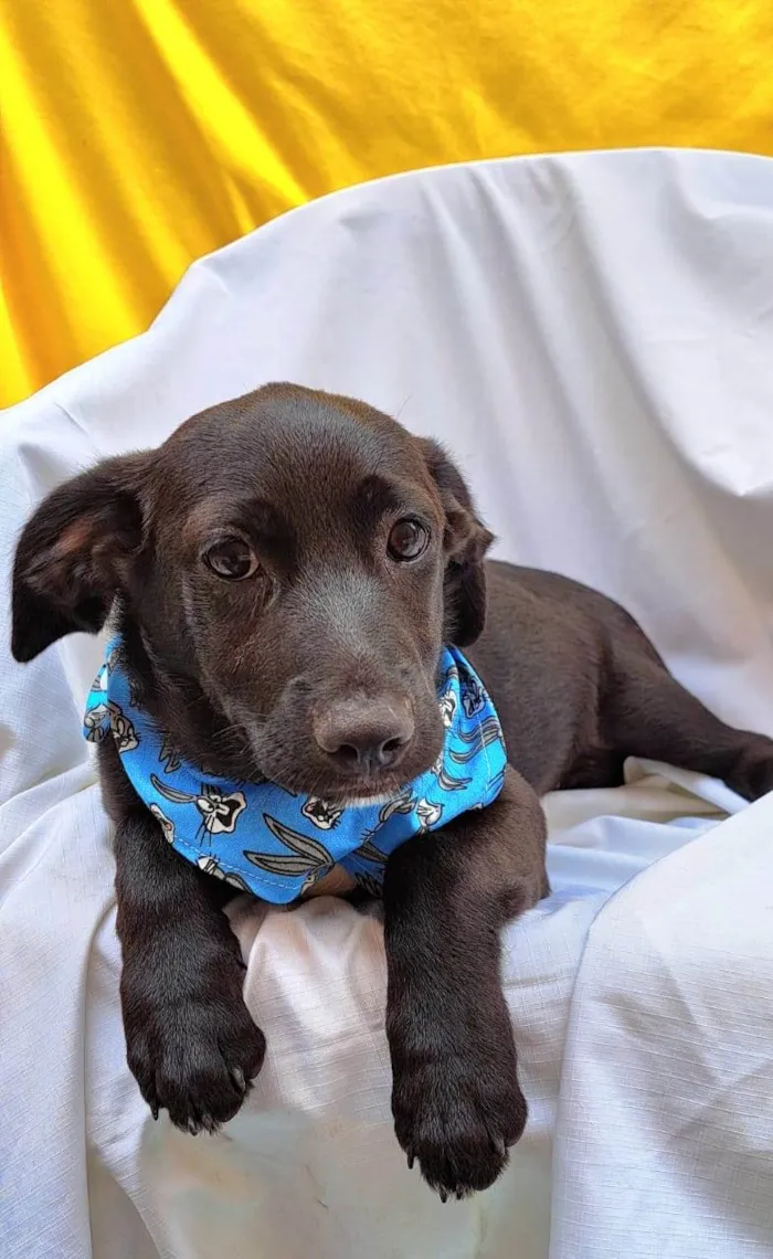 Cachorro ra a SRD-ViraLata idade 2 a 6 meses nome Bento