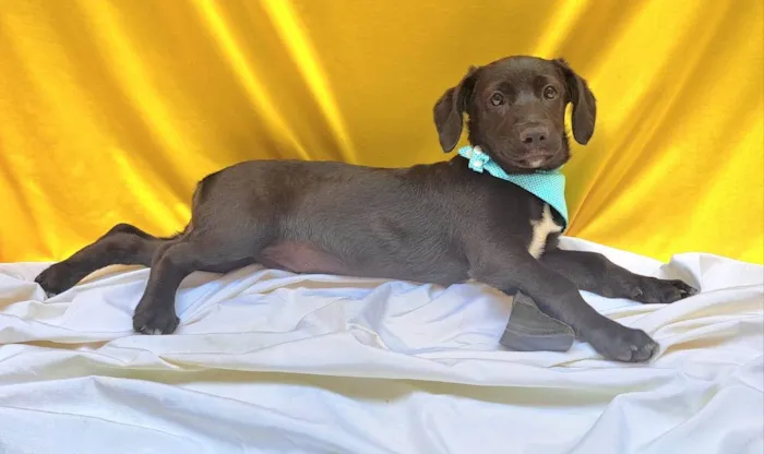 Cachorro ra a SRD-ViraLata idade 2 a 6 meses nome Bento