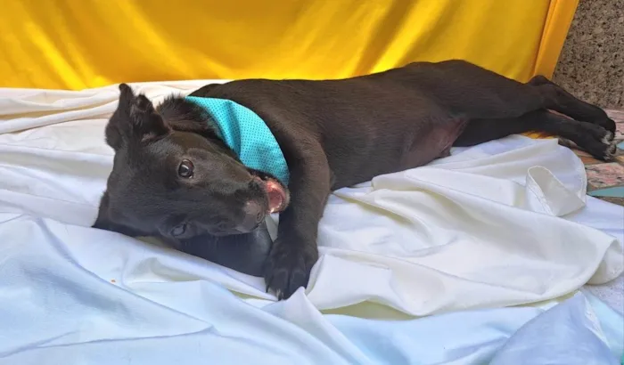 Cachorro ra a SRD-ViraLata idade 2 a 6 meses nome Bento