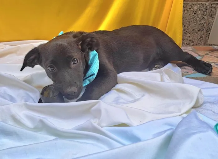 Cachorro ra a SRD-ViraLata idade 2 a 6 meses nome Bento